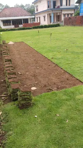 Harga Terbaru Rumput Manila Pekalongan