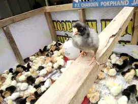 DOC Ayam kampung super/ joper &amp; DOD
