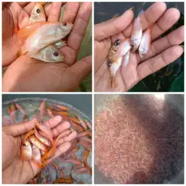 Jual Bibit Ikan Nila Merah Ciampea Bogor