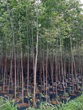 Jual Pohon Pelangi Reanbow Eucaliftus