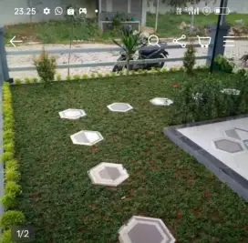 TUKANG TAMAN MINIi MALIS rumput jepang dan rumput gajah mini