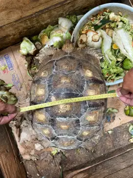 Kura sulcata 35 cm