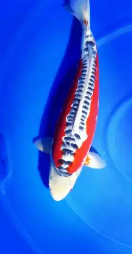 KOI IMPORT KONISHI SHUSUI SUPER SIZE 55CM