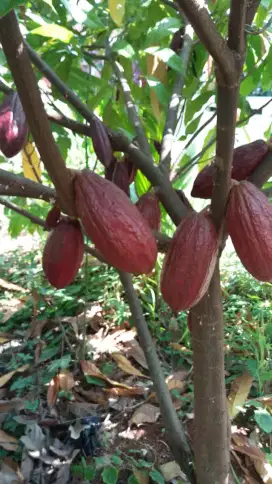 Bibit kakao mcc02 bibit kopi coklat sambung Sulawesi bandar Lampung