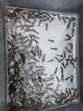 Bibit Lobster konsumsi ukuran 2 inc