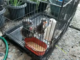 Merpati Lolohan Blondinet