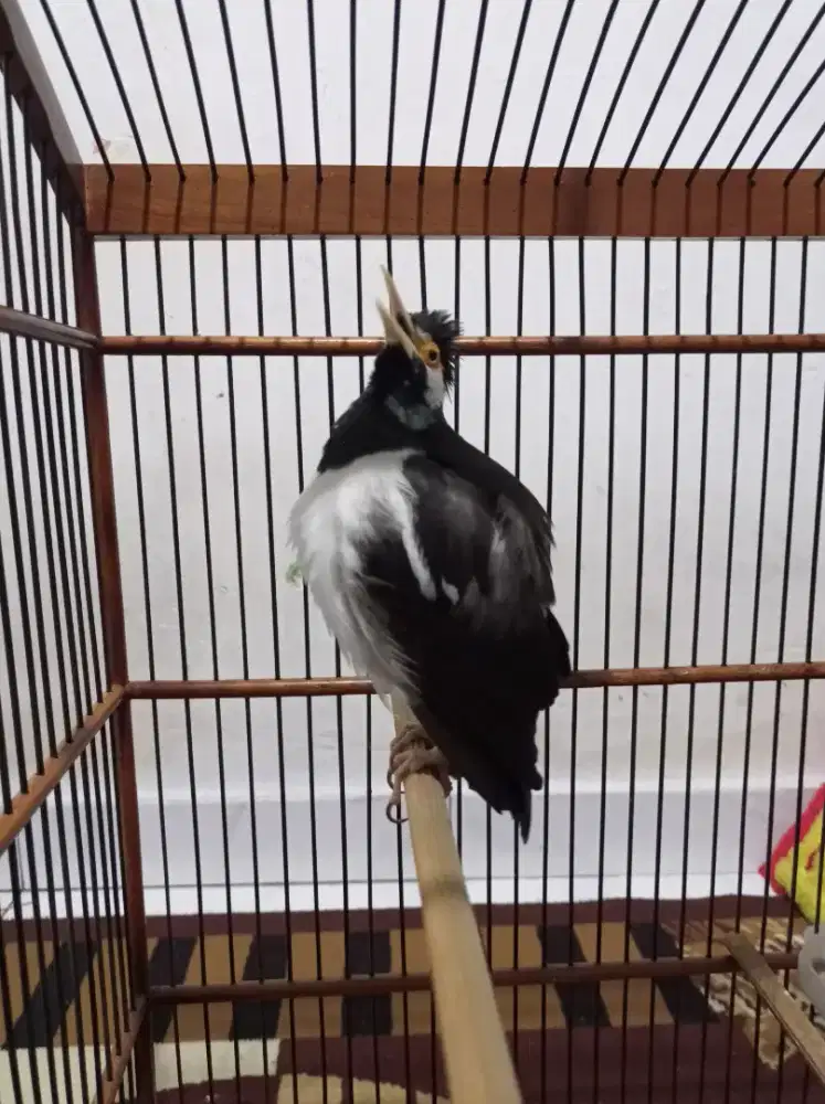 Burung JALAK SUREN JAWA Rajinnn Berisik