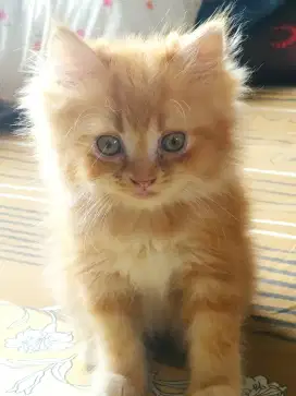 Kitten persia lepas adopsi