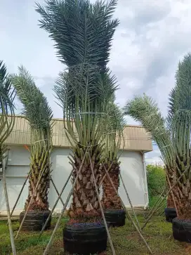 Pohon kurma azwa