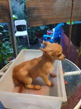 Chihuahua short n long hair