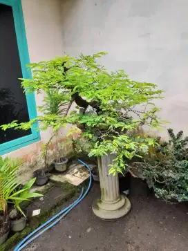 Tanaman Bonsai asem