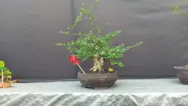 Bonsai HOKIANTEA rasa anting Puteri kelas kontes