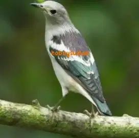 Burung jalak kapas dewasa jantan mewah