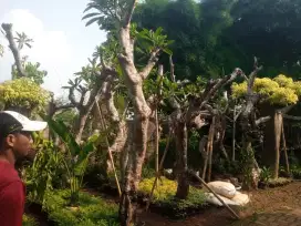 Pohon Kamboja fosil
