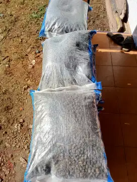 Kohe kambing murni