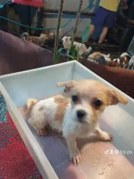 Dog mini kecil imut