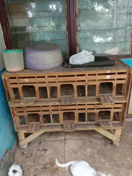 Kandang burung dara