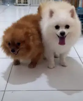 OPEN STUD MINIPOM