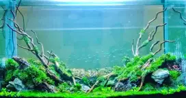 Desain aquascape akuarium tema natural tank besar