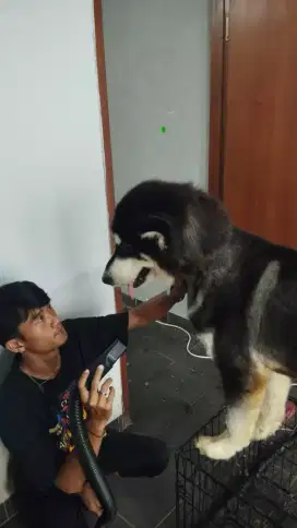 Grooming kucing dan anjing panggilan