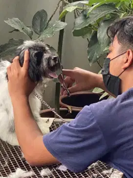 Grooming Panggilan