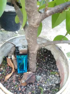 Pohon buni mini berbuah