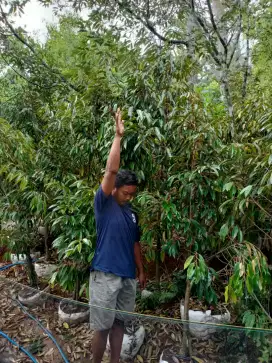 Pohon durian musangking siap berbuah