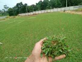 Tukang rumput Karawang/tukang taman Karawang