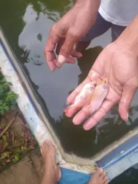 Jual bibit ikan nila