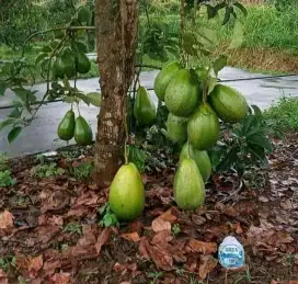Bibit pokat alpokat aligator siger red Vietnam miki bandar Lampung