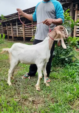 Kambing Premium Murah / Kambing Super