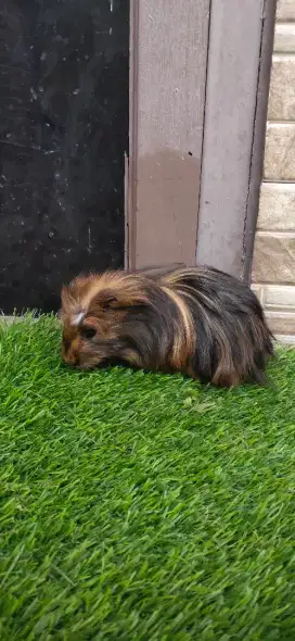 Marmut/guinea pig coronet jr