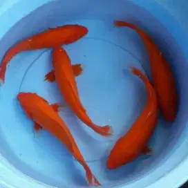 IKAN KOI BLITAR BERKUALITAS DISINI