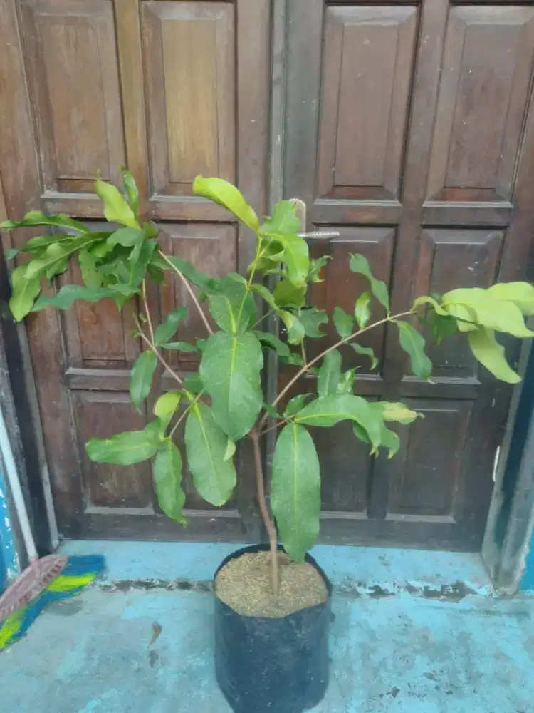 Jambu citra merah