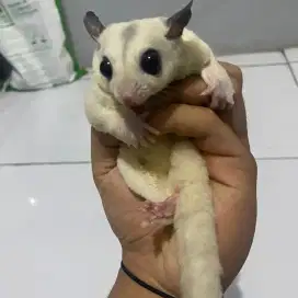Sugar glider platmoz indukan betina sehat terawat