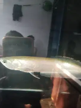 Ikan Arwana silver