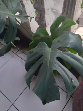 Monstera king deliciosa