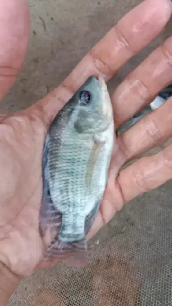 Ikan nila hitam
