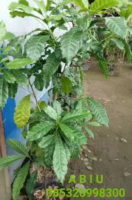 Bibit tanaman ABIU