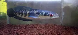 Channa ys size 45cm