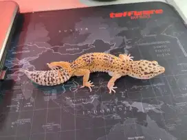 Gecko Dewasa Jinak total