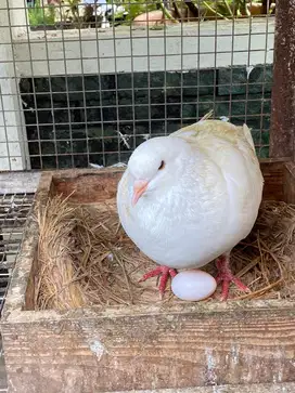 King Pigeon / Merpati Raja