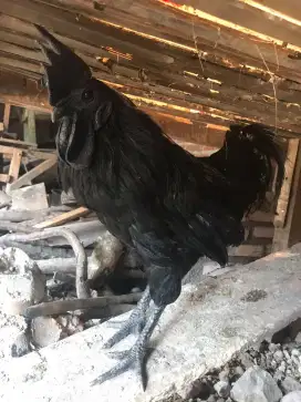 Ayam cemani hitam ori ayam hitam