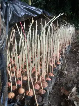 Bibit siling alpukat siling durian seedling siap bandar Lampung