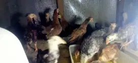 Anak ayam kampung usia 2 bln