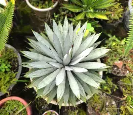 Agave macroacantha