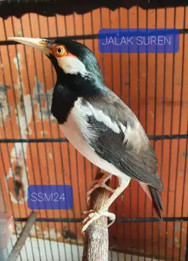 Burung Jalak Suren Sudah Garuda/Mompa Bisa Dikirim Indonesia