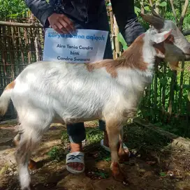 PAKETT KAMBING AQIQAH