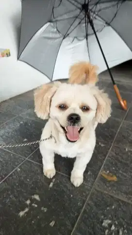 Pet Care Home Calls/grooming pangilan