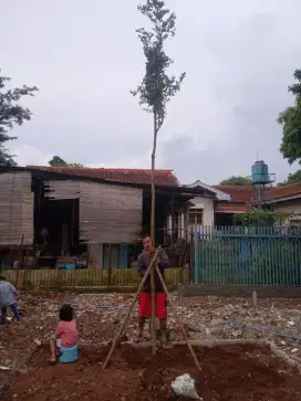 Pohon ketapang kencana
